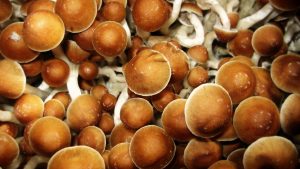 Buy Golden caps Online