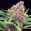 Buy Purple Kush strain - Image 2