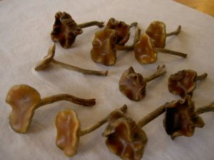Potent dried Wavy caps Mushrooms showcasing characteristic undulating cap edges from Top THC Shop.