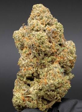 A single dense exotic indoor Austin Chronic Kush hemp flower bud covered in frosty crystalline trichomes and vibrant orange hairs against a dark backdrop