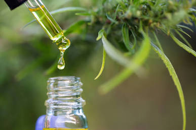 A clear glass dropper dripping golden Delta 8 THC Oil into a retail bottle next to green hemp leaves